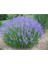 30 Adet Lavanta Angustifolia Fidanı Fidesi 2