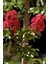 Lagerstroemia Indica Oya Ağacı Red Imperator Hint Leylağı 50 cm 1