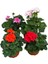 Sardunya Çiçeği Saksıda 4'lü Set Mix 20-30 cm 1