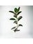Kauçuk Ağacı Ficus Elastica Seramik Saksıda 1