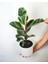 Kauçuk Ağacı Ficus Elastica Seramik Saksıda 1