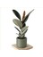 Ficus Elastica Kauçuk Ağacı Dekoratif Saksıda 1