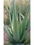 Aloevera Fidanı (Boy 25-30 Cm) 2