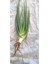 Aloevera Fidanı (Boy 25-30 Cm) 3