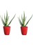 Torubahce 2 Li Paket Aloevera Bitkisi-Jel Için 15-25 cm Doğal Krem Şifalı 1