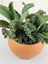 Aşkın Göz Yaşları / Kalanchoe Daigremontiana 2