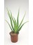Aloe Vera Bitkisi Fidanı 1