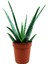 Aloe Vera Çiçeği 1