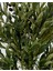Zeytin Ağacı 100 cm Hasır Bohem1 Saksıda 3