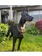 Doberman Lazer Kesim Metal 3 Boyutlu Büyük Boy Heykel Yer Dekoru Siyah 5
