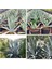 Agave Salmiana Saksılı Doğa Flora 1
