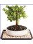 Dekoratif Taş Saksıda Para Ağacı Crassula Ovata 1