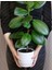 Kauçuk Ağacı Ficus Elastica Seramik Saksıda 1