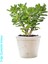 Para Çiçeği Bereket Ağacı Crassula Ovata 1