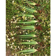 Bitki Dünyam 2 Adet Aloe Vera Fidanı Tıbbi Sarısabır 20 cm Saksısız Köklü