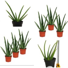 Bitki Dünyam 3 Adet Aloevera Aloe Vera