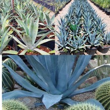 Bitki Dünyam Agave Americana Orta Boy