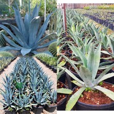 Bitki Dünyam Agave Americana Orta Boy