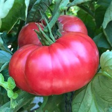 Zengarden Pembe Domates Tohumu Nadir Ince Kabuklu ve Geleneksel Belgium Pink