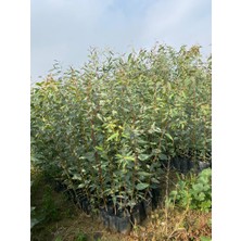 Fidanlıdan Tüplü Okaliptüs ( Bataklık Kurutan) Fidanı 2 Adet