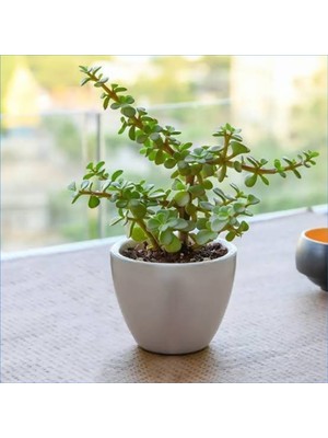 Bitki Dünyam Dekoratif Saksıda Para Ağacı Bereket Ağacı Afra Bonsai