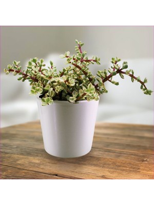 Bitki Dünyam Dekoratif Saksıda Para Ağacı Bereket Ağacı Afra Bonsai