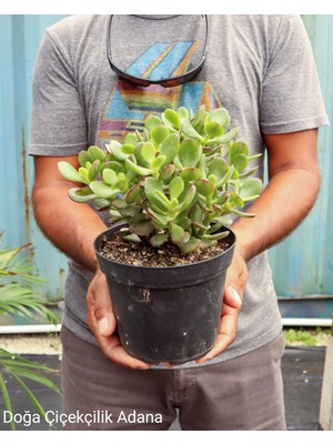 Bitki Dünyam Seramik Saksıda Para Ağacı Bereket Ağacı Crassula Ovata 01001