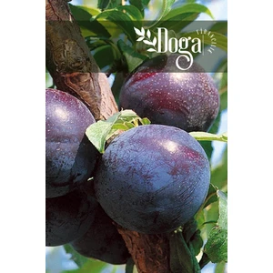 Doğa Fidancılık Aşılı Siyah Erik Fidanı ( Mor Erik ) 3 Yaş