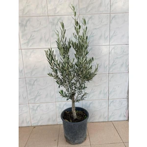 Saksıda Bodur Gemlik Zeytin Fidanı