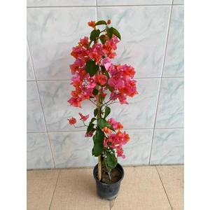 Turuncu Begonvil Çiçeği Fidanı