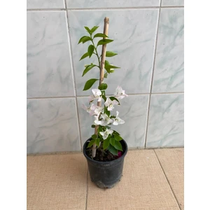 Beyaz Begonvil Çiçeği Fidanı