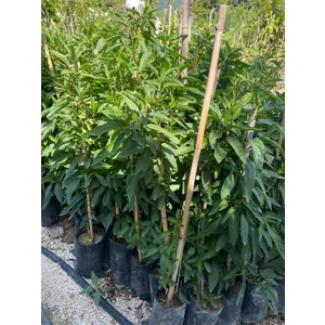 Tüplü Pepino Fidanı