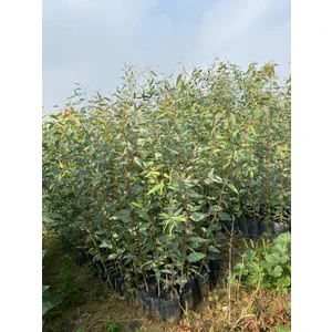 Tüplü Okaliptüs ( Bataklık Kurutan) Fidanı 6 Adet