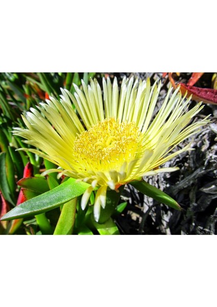 Bitki Dünyam Kaz Ayağı Çiçeği Carpobrotus Acinaciformis Yer Örtücü Bitki 1ADET