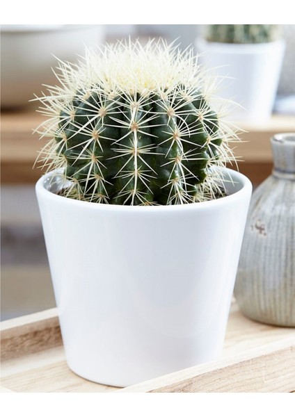 Altın Fıçı Kaktüs Echinocactus Grusonii
