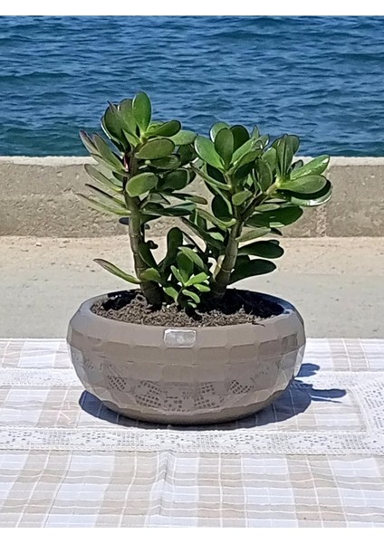 Crassula Ovata- Para Çiçeği- Bereket Bitkisi- 23-30 cm