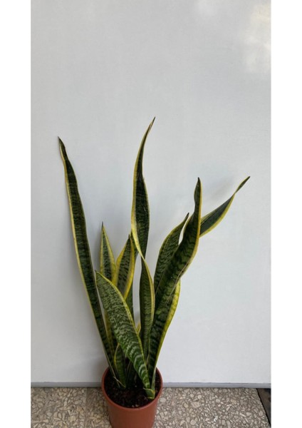 Paşa Kılıcı Sansevieria fiyatları