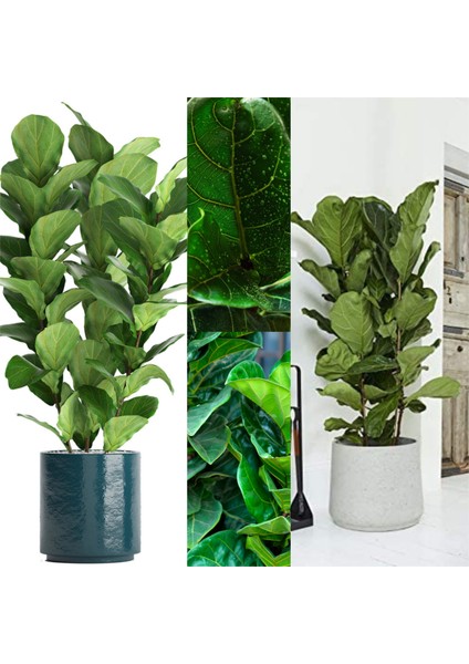 3 Odunsu Gövdeli Ficus Lyrata Keman Yapraklı Kauçuk