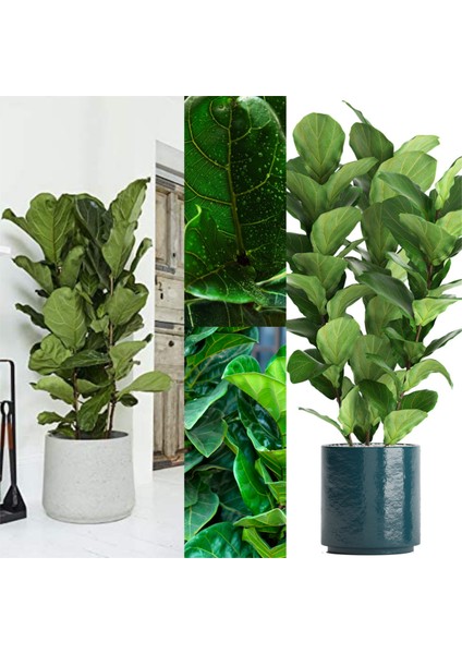 3 Odunsu Gövdeli Ficus Lyrata Keman Yapraklı Kauçuk fiyatları