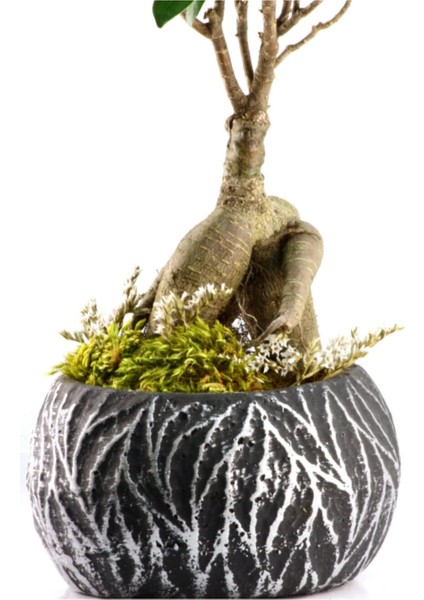 Lamina Siyah Ficus Bonsai fiyatları