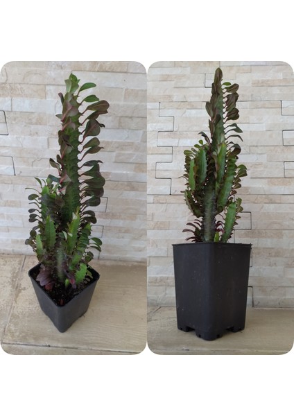 Süt Ağacı Euphorbia Trigona (Süt Ağacı)