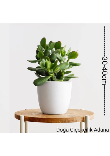 Para Ağacı Bereket, İyi Şans ve Para Çiçeği Crassula Ovata 01