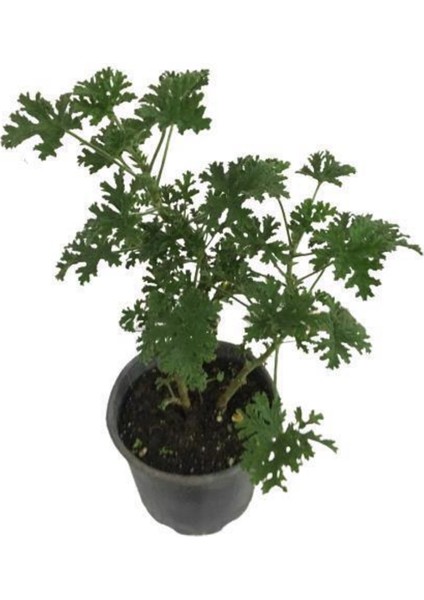 Pelargonium Odoratissimum - Itır Bitkisi fiyatları