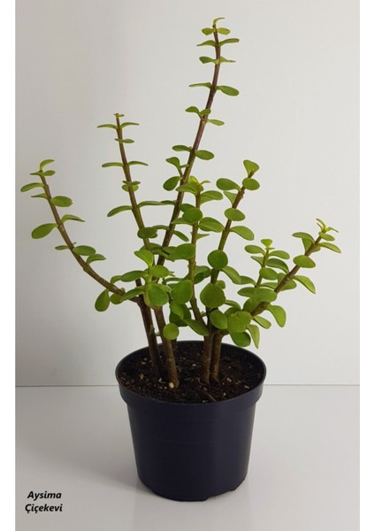 Bonsai Yeşim Ağacı Portulacaria Afra Sukulent 10CM Saksıda Uzunluk 30-35 cm Arasıdır fiyatları