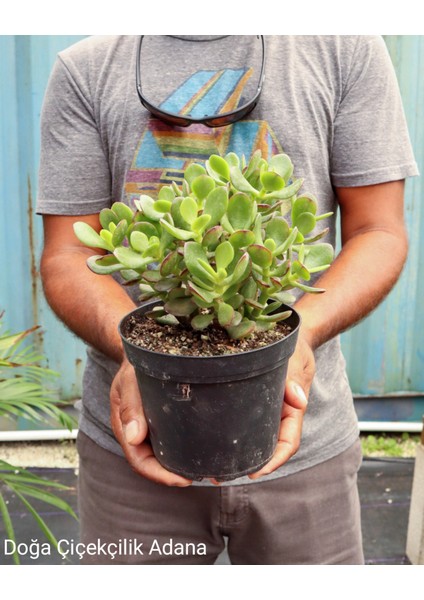 Seramik Saksıda Para Ağacı Bereket Ağacı Crassula Ovata 01001