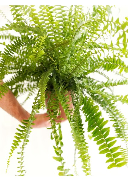 Aşk Merdiveni - Nephrolepis fiyatları