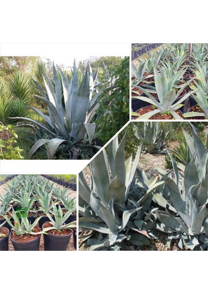 Agave Salmiana Saksılı Doğa Flora