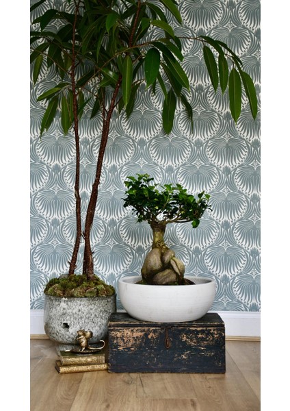 Dekoratif Saksıda Bonsai Ficus Gingseng 2500 gr Gövde 50 cm fiyatları