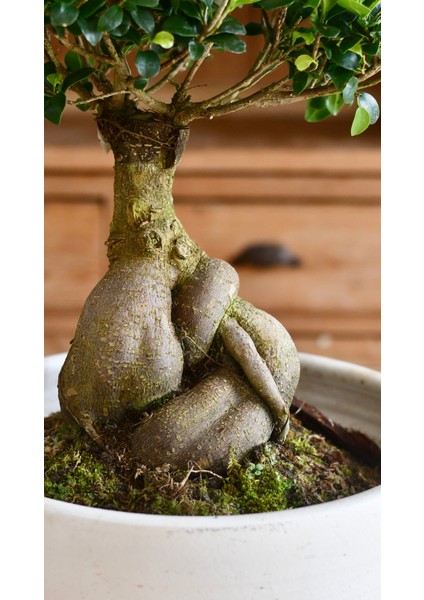 Dekoratif Saksıda Bonsai Ficus Gingseng 2500 gr Gövde 50 cm modelleri