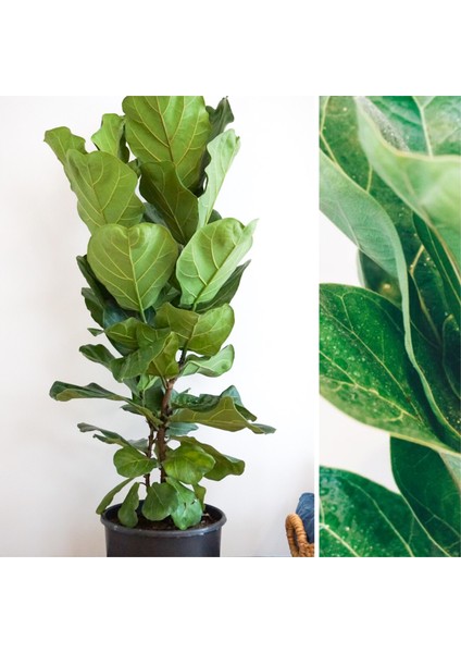 Keman Yapraklı Kauçuk Ficus Lyrata Büyük Boy Çift Dallı fiyatları
